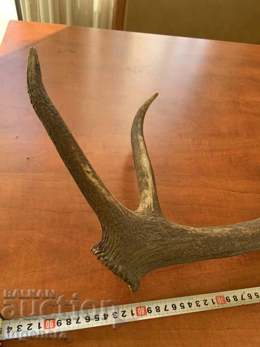 Deer antler for decorative use or other - 1850 grams - 6 Deer antler for decorative use or other - 1850 grams - 6