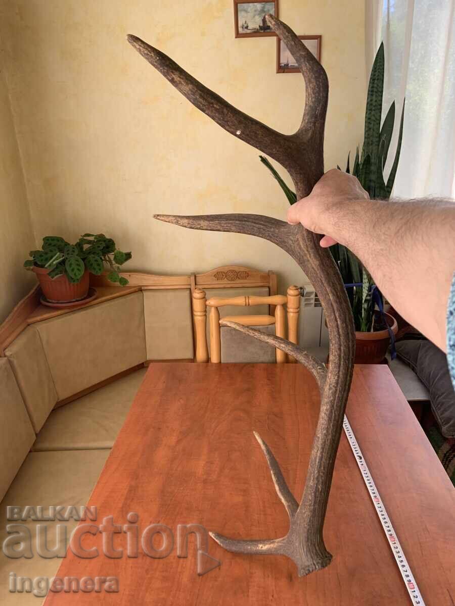 Deer antler for decorative use or other - 1850 grams - 7 Deer antler for decorative use or other - 1850 grams - 7