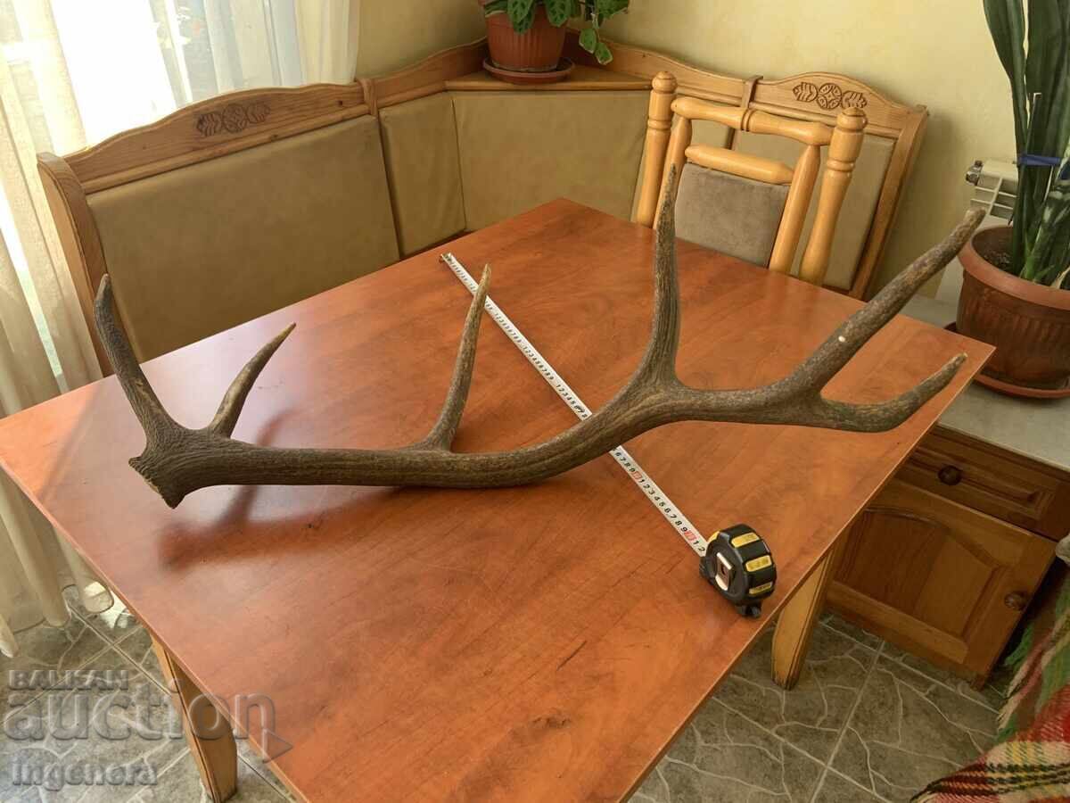 Deer antler for decorative use or other - 1850 grams Deer antler for decorative use or other - 1850 grams