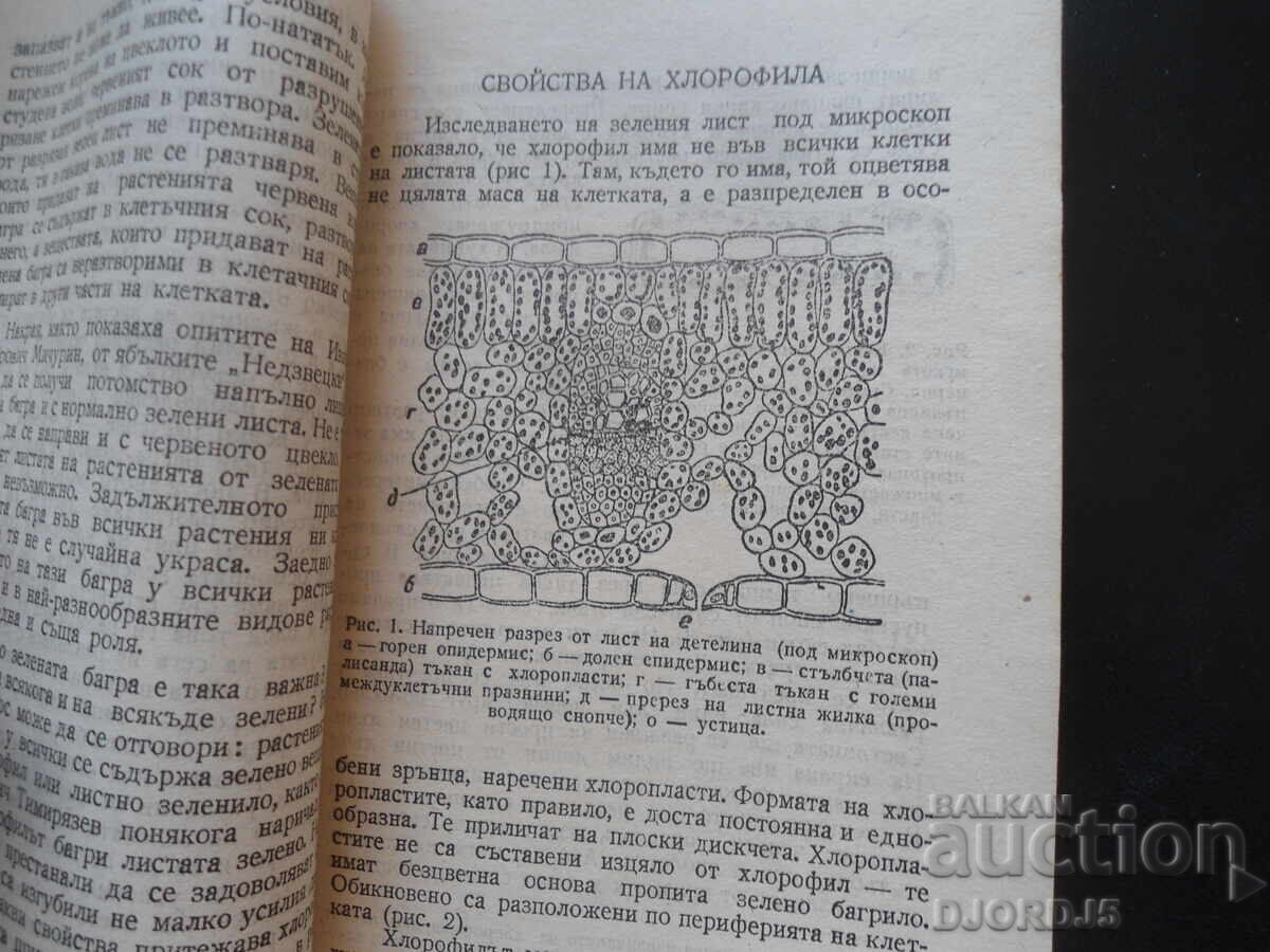 Защо растенията имат зелен цвят, В.Н.Столетов с цена 8.00 лв. | € 4.09 Защо растенията имат зелен цвят, В.Н.Столетов с цена 8.00 лв. | € 4.09