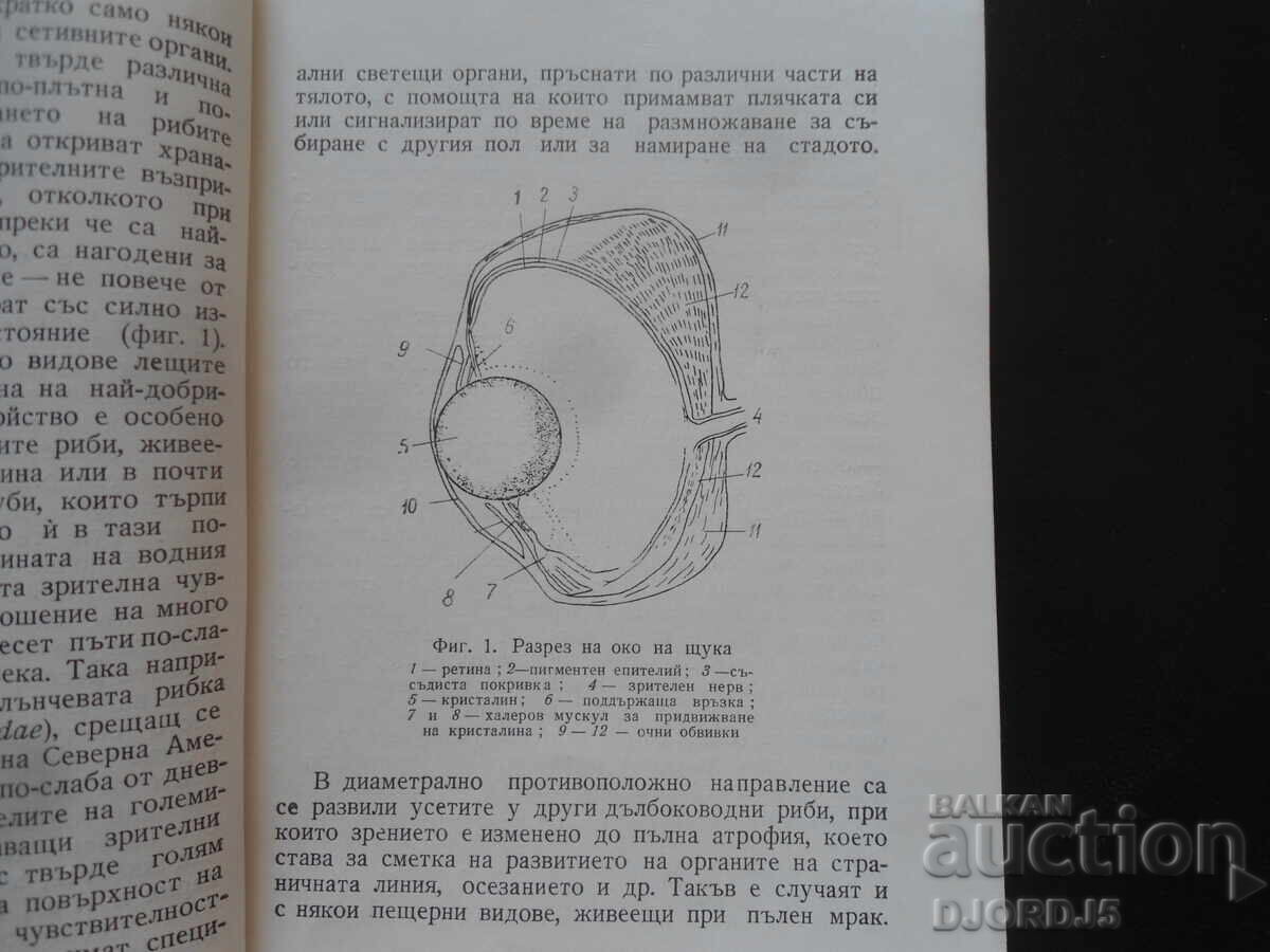 Δημοπρασία Το θαύμα της συμπεριφοράς των ψαριών, Στέφαν Στογιάνοφ