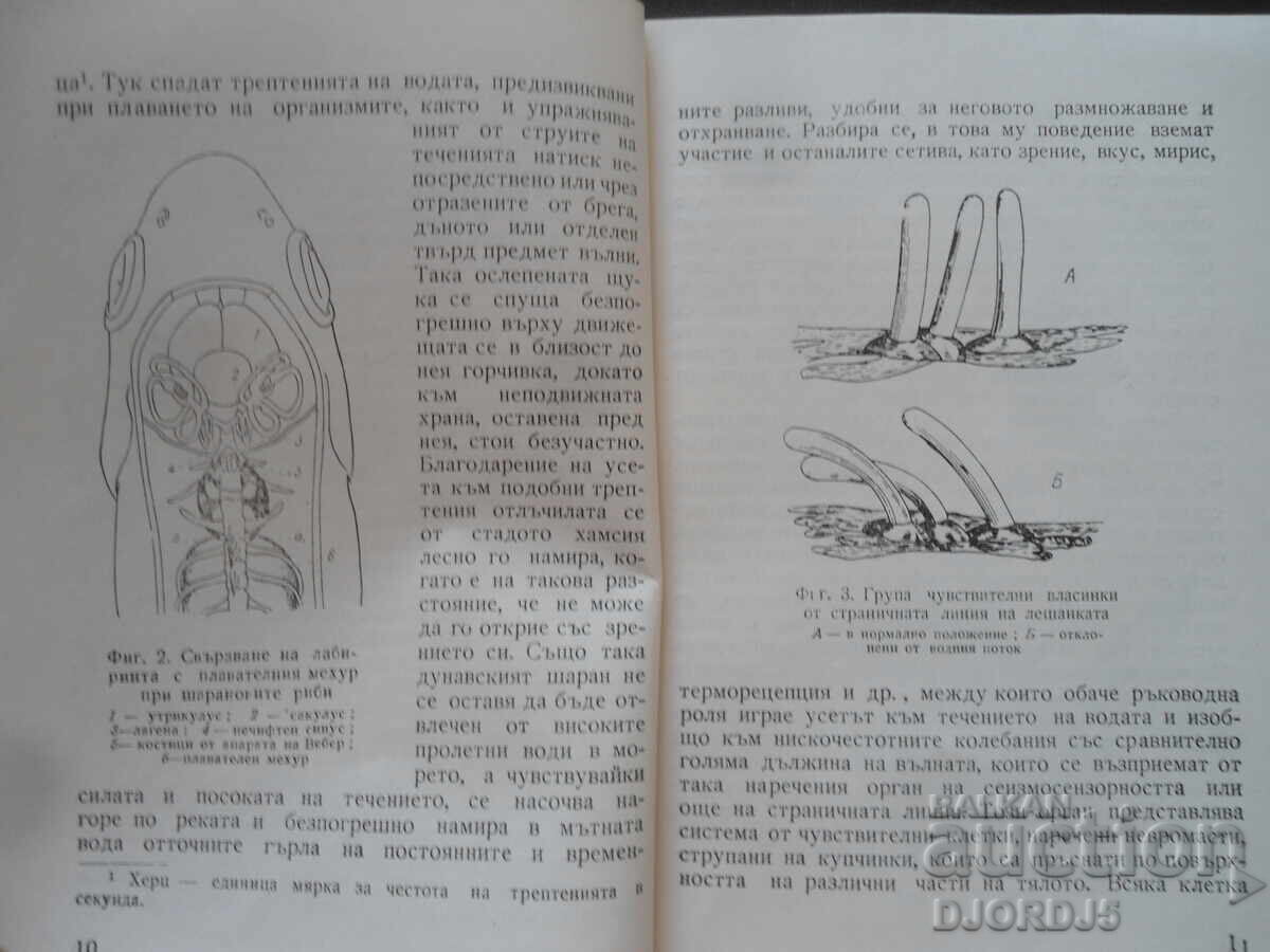 Παράδοση Το θαύμα της συμπεριφοράς των ψαριών, Στέφαν Στογιάνοφ