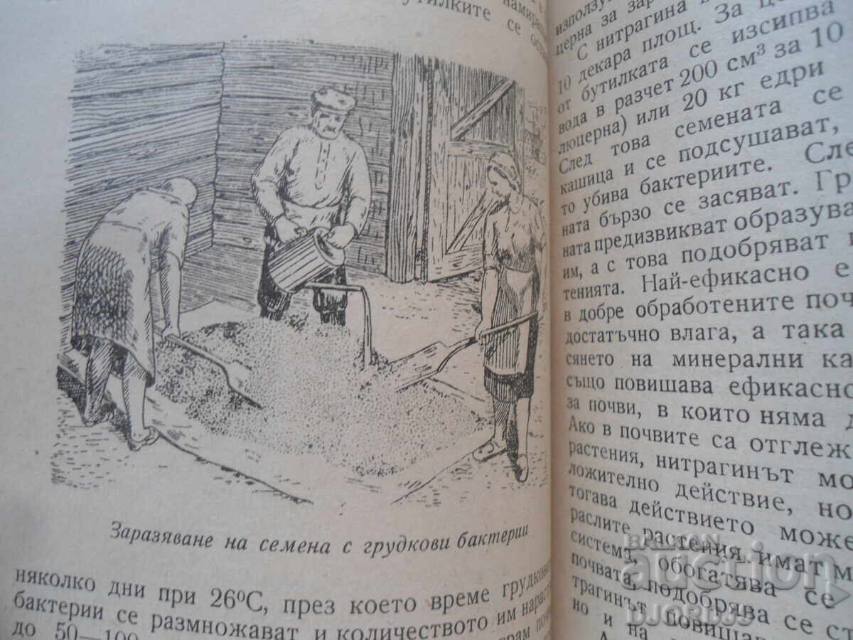 Auction  In the invisible world of microorganisms