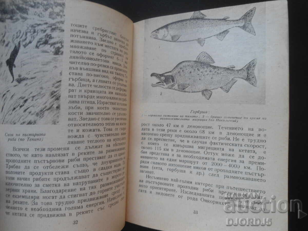 Δημοπρασία Ψάρια - ταξιδιώτες, Πέταρ Κόλαροφ Δημοπρασία Ψάρια - ταξιδιώτες, Πέταρ Κόλαροφ