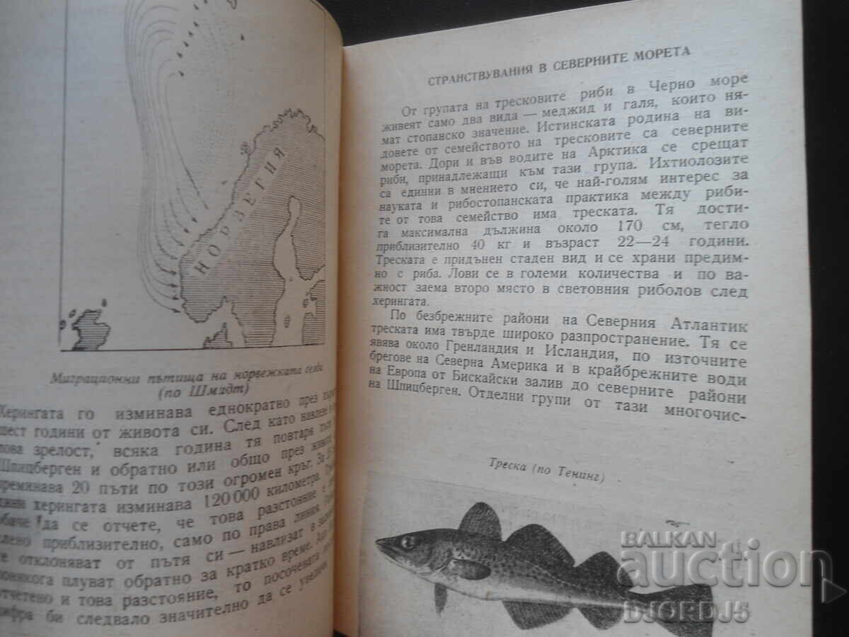 Παράδοση Ψάρια - ταξιδιώτες, Πέταρ Κόλαροφ Παράδοση Ψάρια - ταξιδιώτες, Πέταρ Κόλαροφ