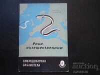 Ψάρια - ταξιδιώτες, Πέταρ Κόλαροφ