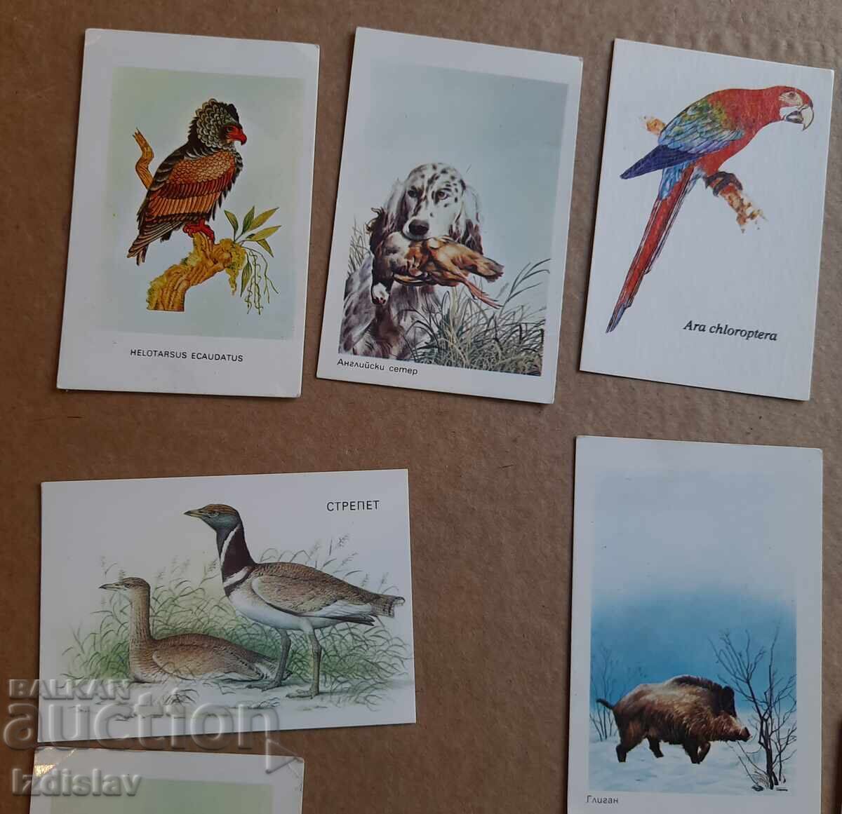 12 bucăți calendare de colecție animale cu preț € 13.00 | 25.43 BGN