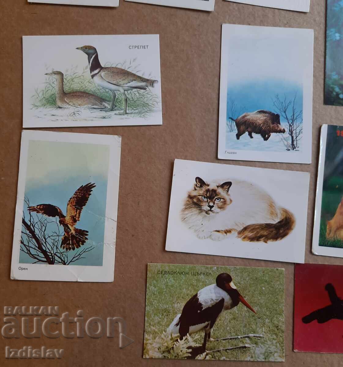 Licitație 12 bucăți calendare de colecție animale