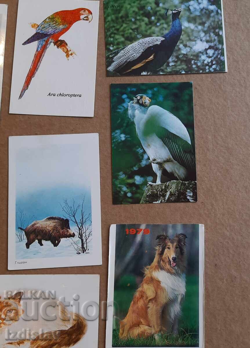 Delivery of 12 collectible animal calendars