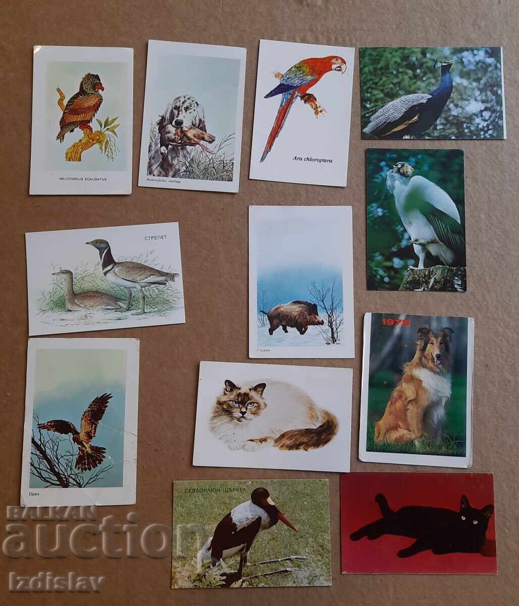 12 bucăți calendare de colecție animale