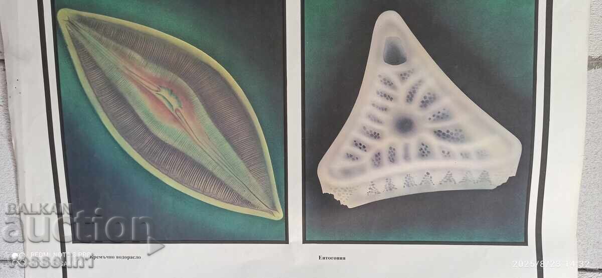 Old educational board, double-sided, single-celled organisms, 100cm/68cm with price 22.00 BGN | € 11.25