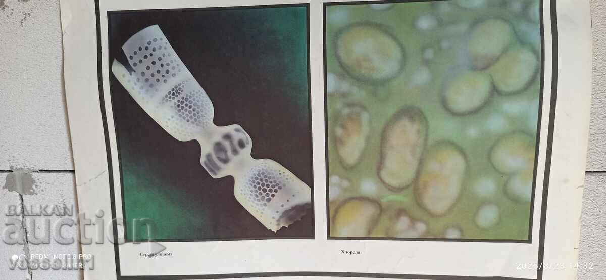 Auction  Old educational board, double-sided, single-celled organisms, 100cm/68cm