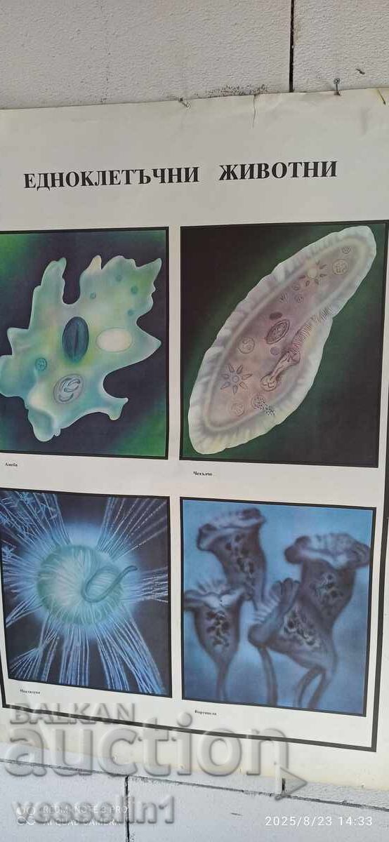 Delivery of Old educational board, double-sided, single-celled organisms, 100cm/68cm