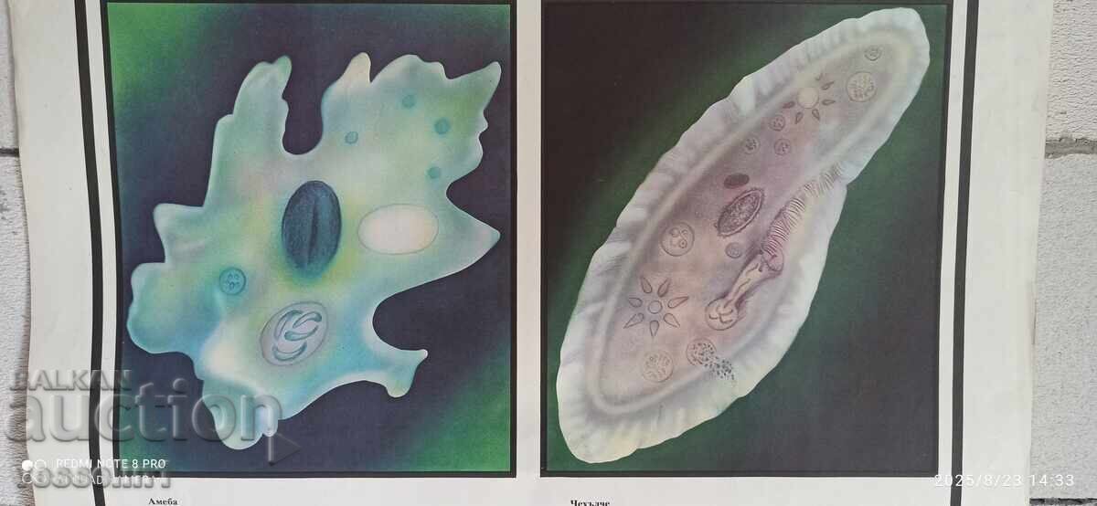Old educational board, double-sided, single-celled organisms, 100cm/68cm - 5