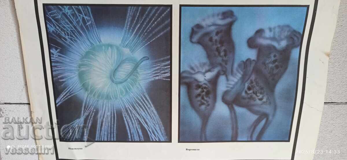 Old educational board, double-sided, single-celled organisms, 100cm/68cm - 7