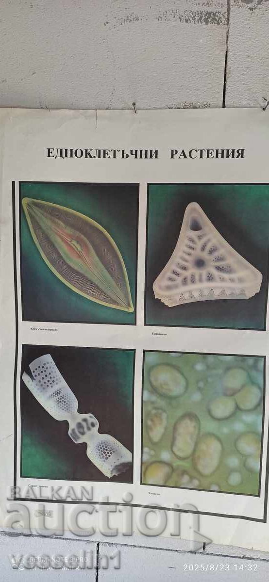 Παλιό εκπαιδευτικό ταμπλό αμφίδρομο μονοκύτταρα 100εκ/68εκ