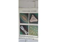 Veche planșă didactică, dublă față, unicelulare 100cm/68cm