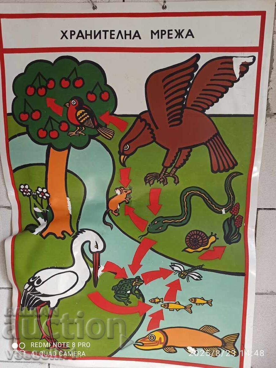 Vechi panou educațional rețea alimentară PVC 60cm / 100cm