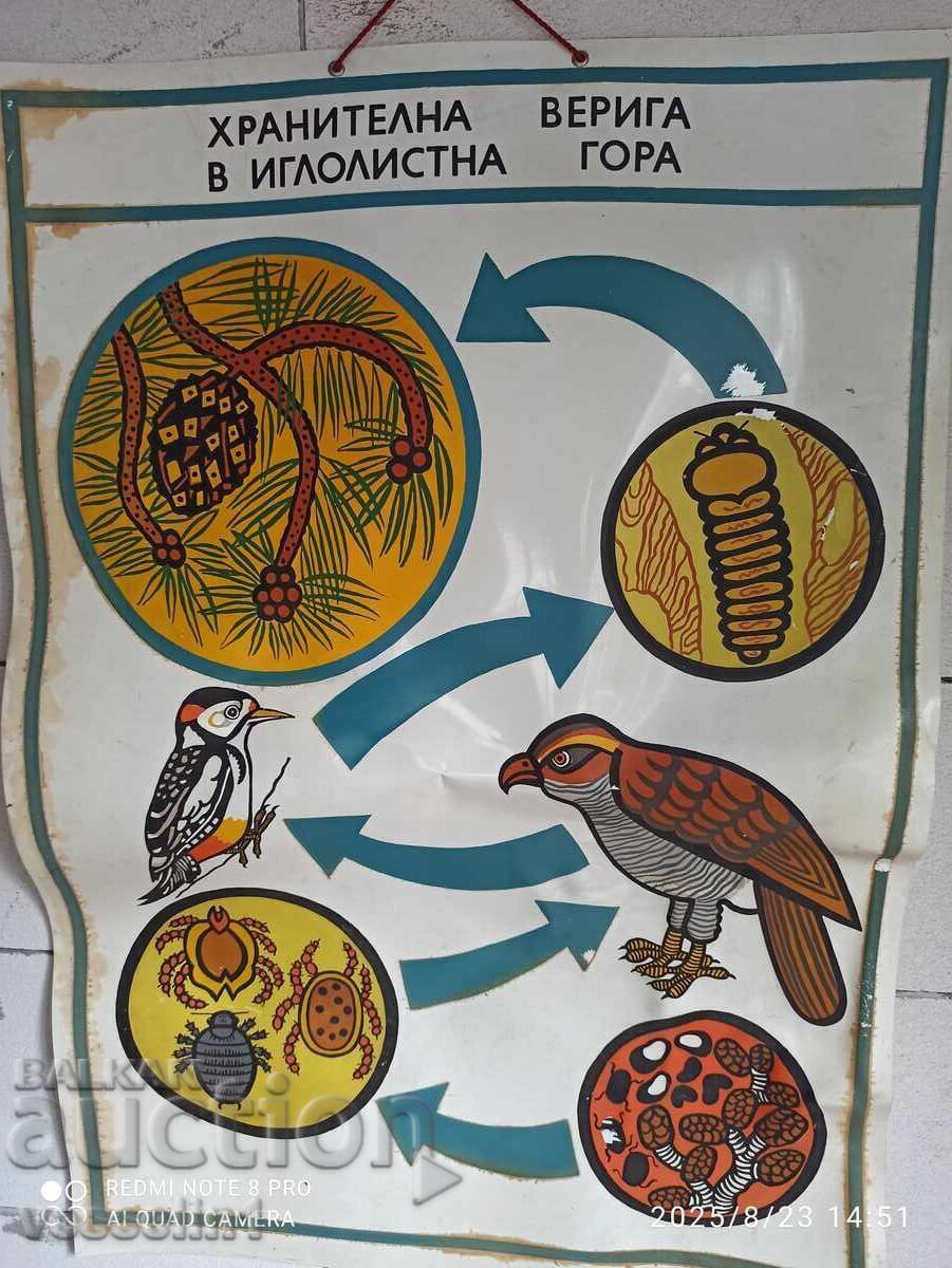 Panou didactic vechi, lanț trofic PVC 60cm / 100cm