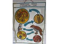 Panou didactic vechi, lanț trofic PVC 60cm / 100cm