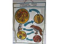 Panou didactic vechi, lanț trofic PVC 60cm / 100cm