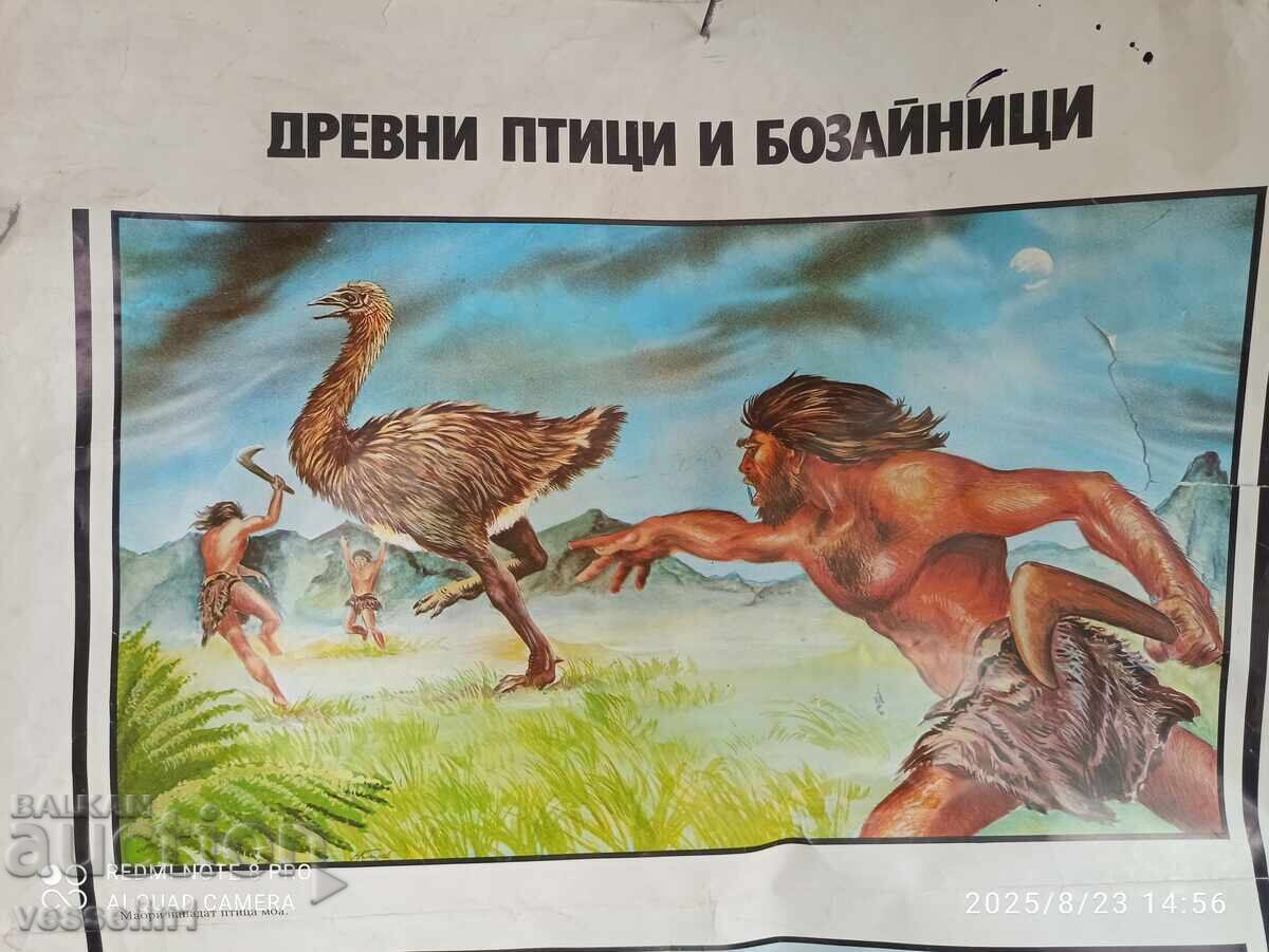 Old educational chart ancient birds and mammals 60cm / 100cm with price 16.00 BGN | € 8.18