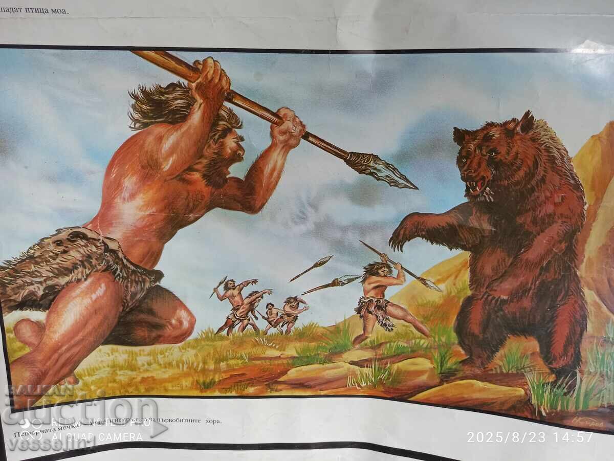 Auction  Old educational chart ancient birds and mammals 60cm / 100cm