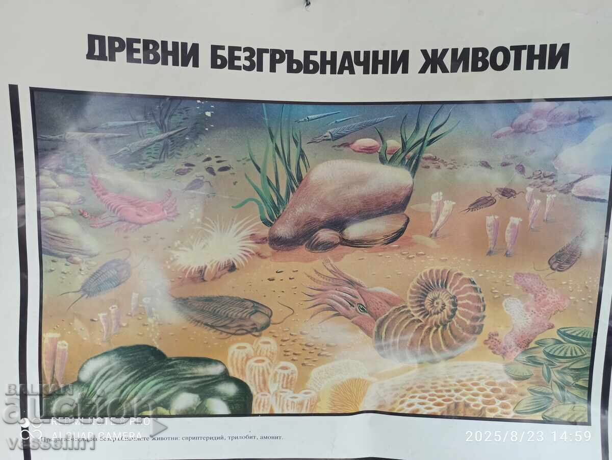 Old educational chart ancient birds and mammals 60cm / 100cm with price 16.00 BGN | € 8.18