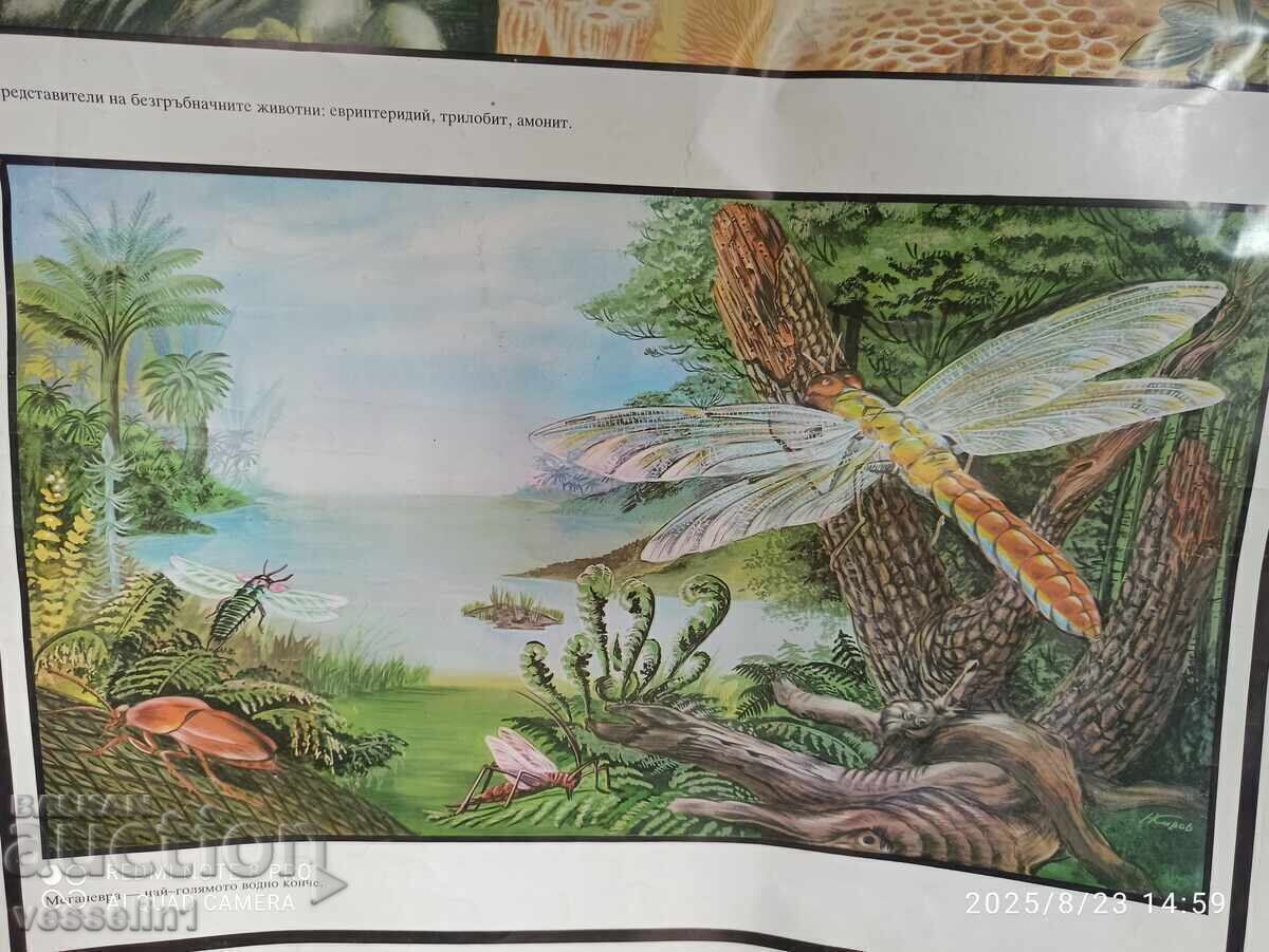 Auction  Old educational chart ancient birds and mammals 60cm / 100cm