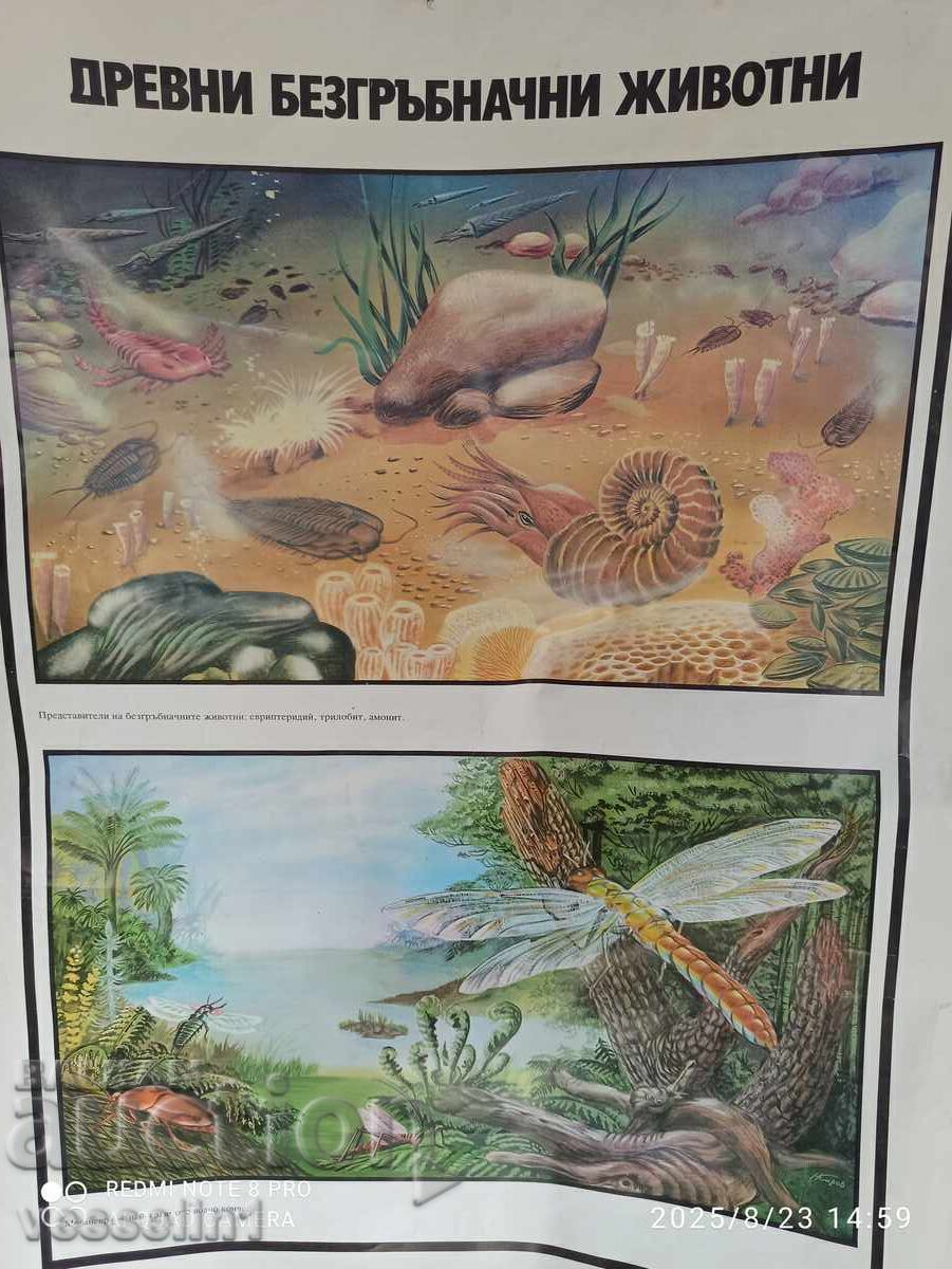 Old educational chart ancient birds and mammals 60cm / 100cm