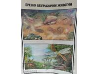 Panou didactic vechi păsări și mamifere antice 60cm / 100cm