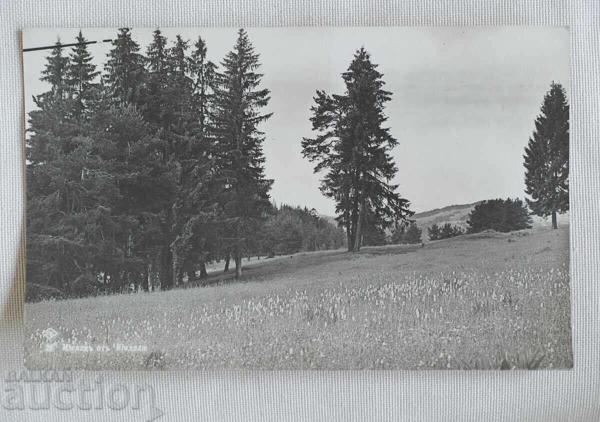 Pascov - Vedere din Iundola