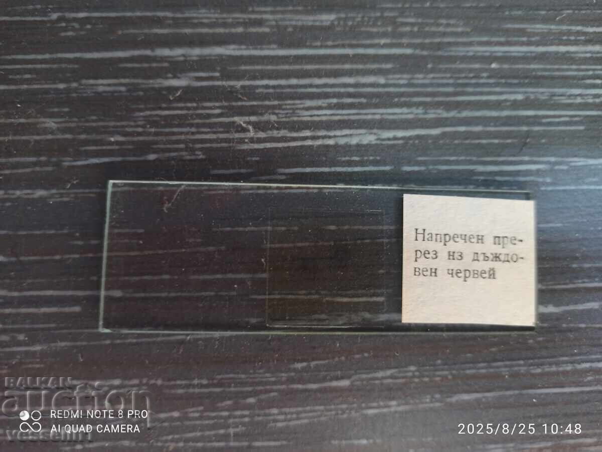 Lame microscopice pentru zoologie hidra foraminifere midii cu preț € 14.00 | 27.38 BGN