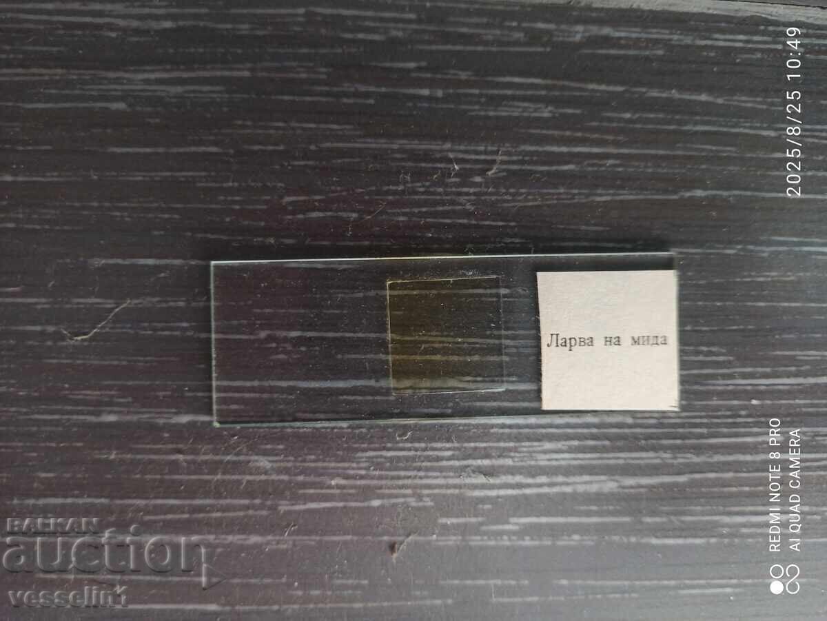 Δημοπρασία Μικροσκοπικά γυάλινα πλακίδια ζωολογίας υδρα φλωραμινιφέρα μύδι