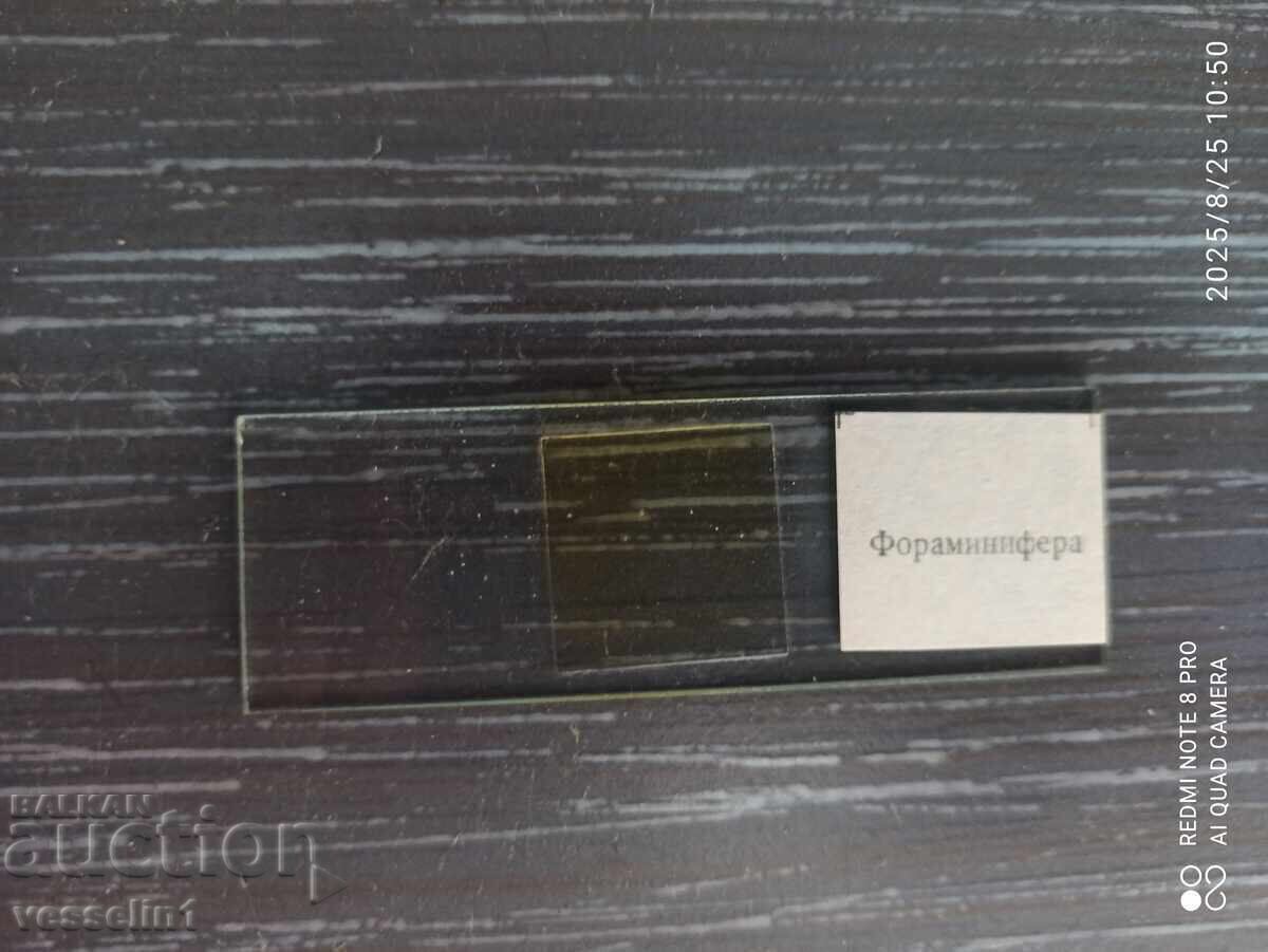 Παράδοση Μικροσκοπικά γυάλινα πλακίδια ζωολογίας υδρα φλωραμινιφέρα μύδι