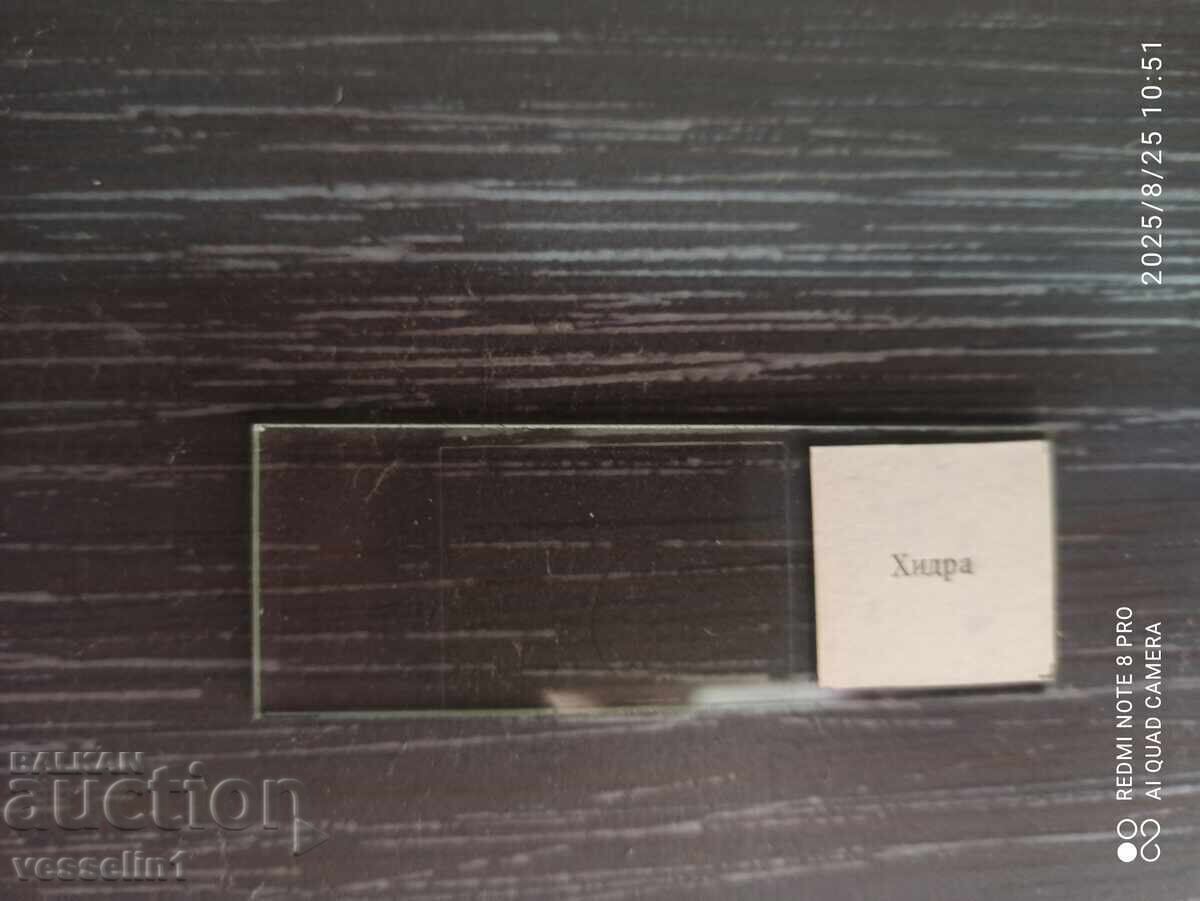 Μικροσκοπικά γυάλινα πλακίδια ζωολογίας υδρα φλωραμινιφέρα μύδι - 5