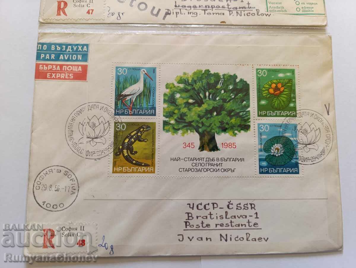 Δημοπρασία Το παλαιότερο δέντρο βελανιδιάς 1985