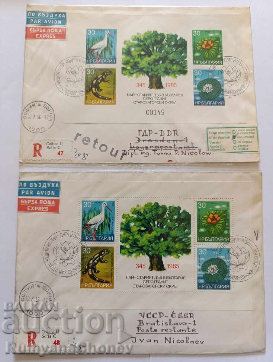 Το παλαιότερο δέντρο βελανιδιάς 1985