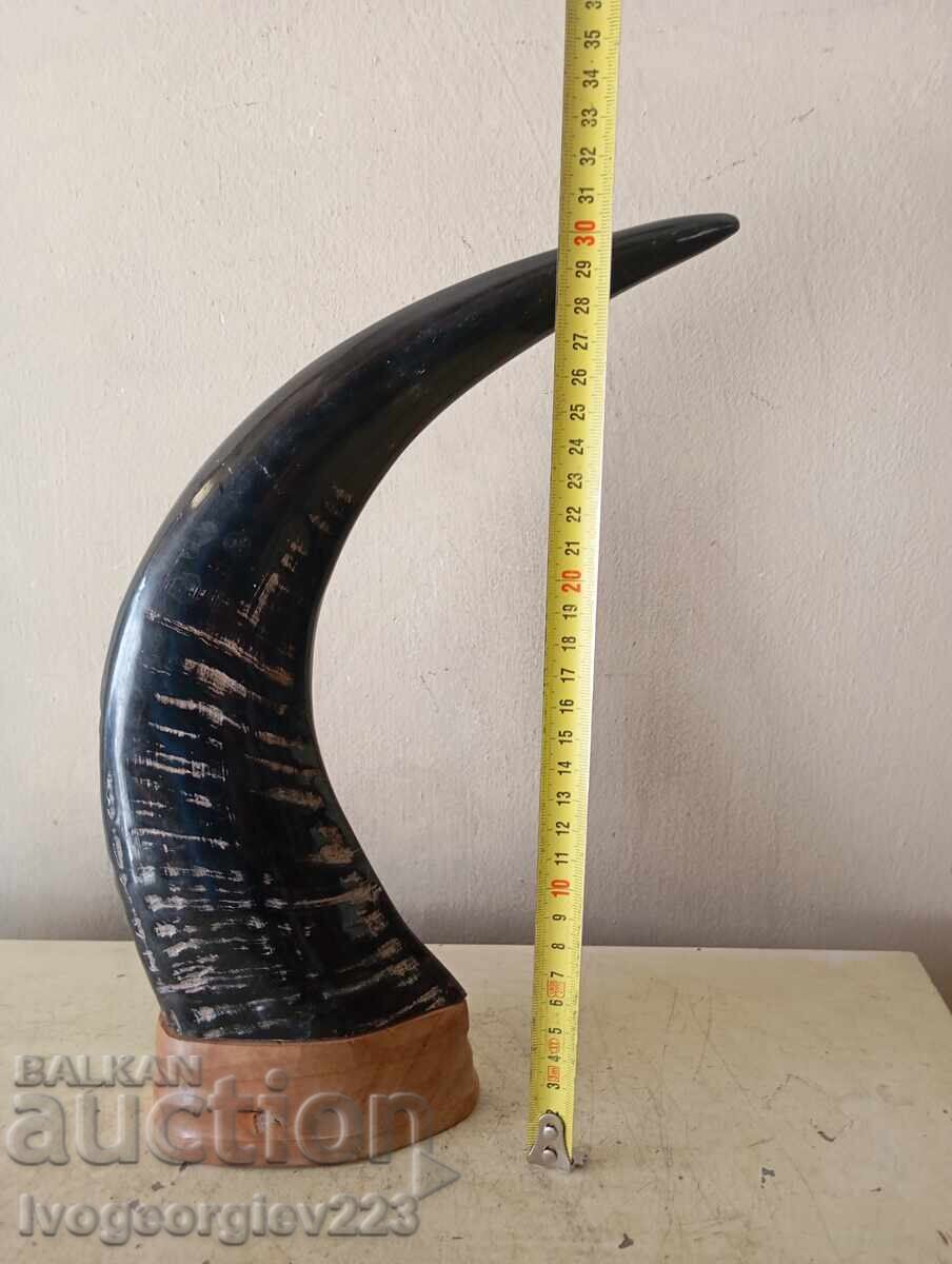 Auction  Horn for decoration