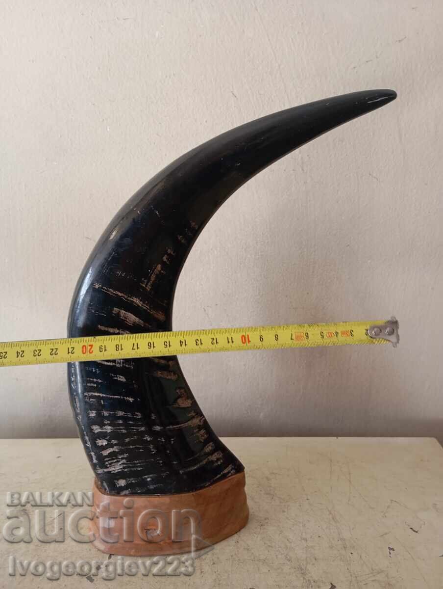 Delivery of Horn for decoration
