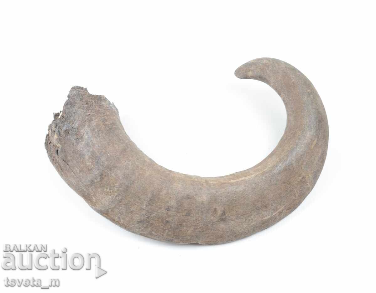 Delivery of Animal Horn