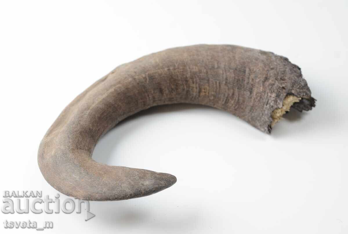 Animal Horn