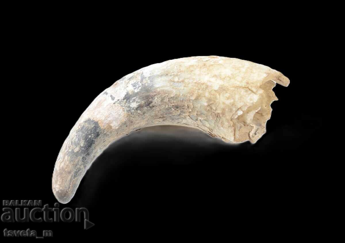 Corn animal cu preț 5.00 BGN | € 2.56