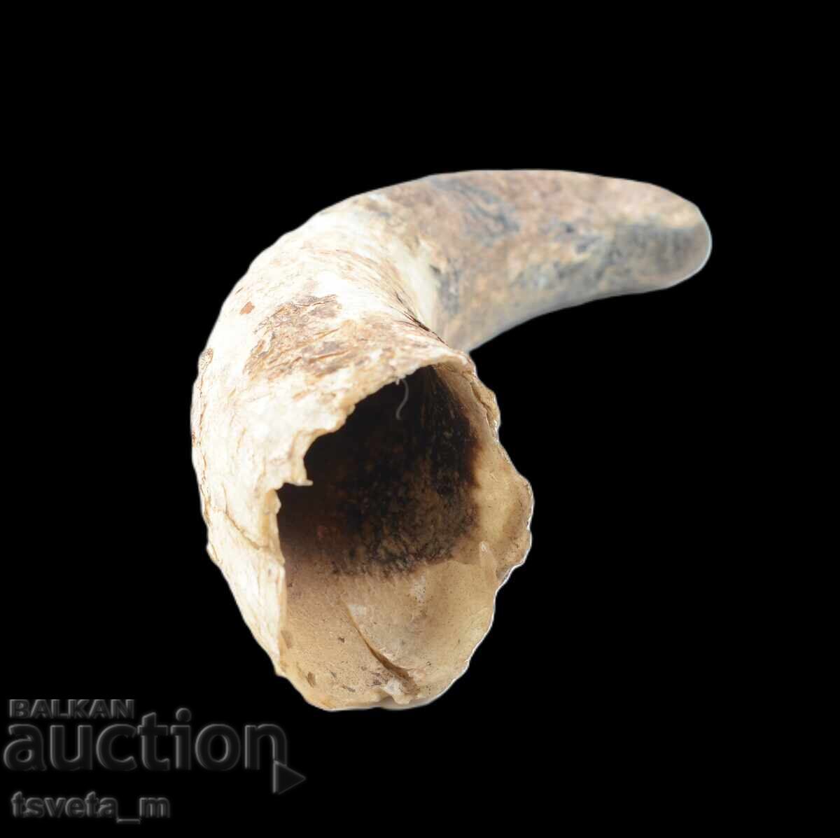 Licitație Corn animal