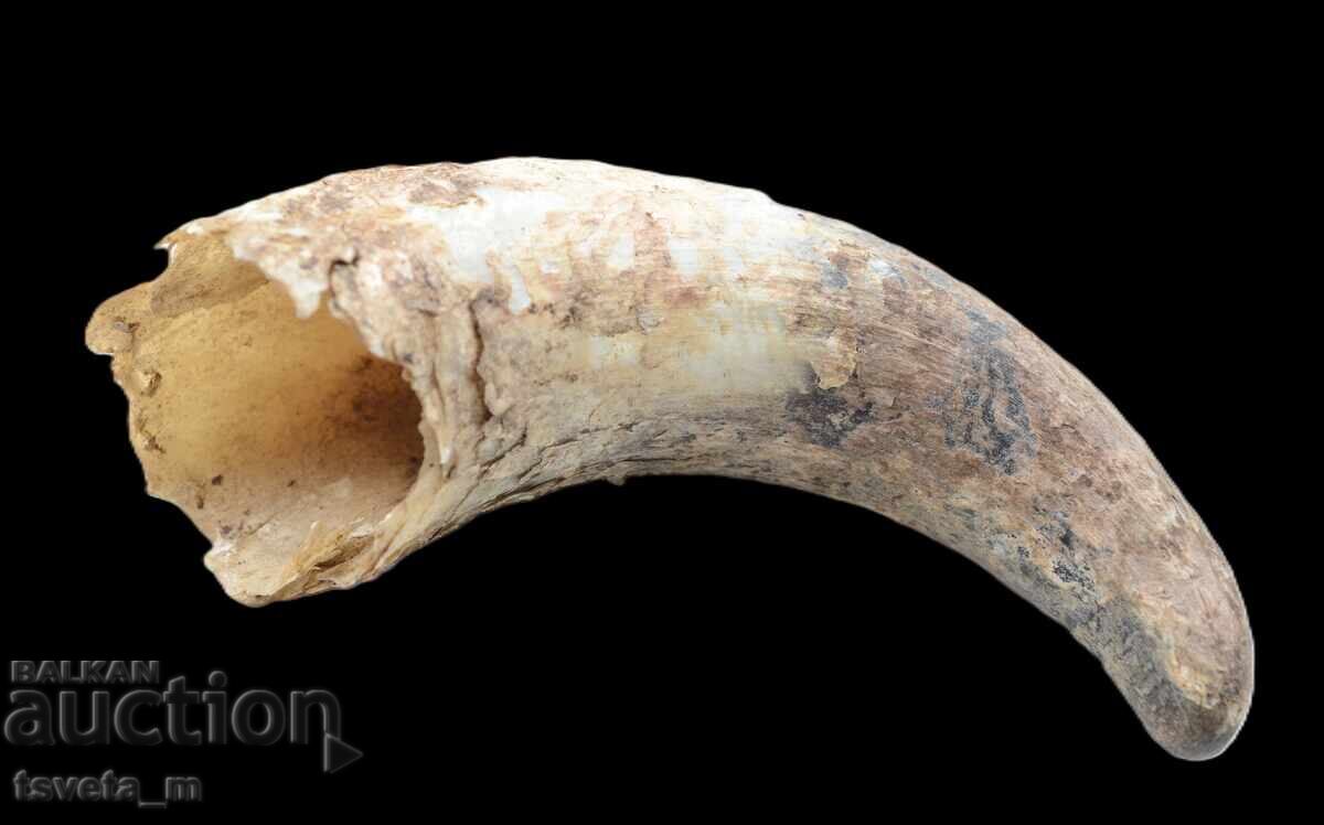 Livrarea Corn animal