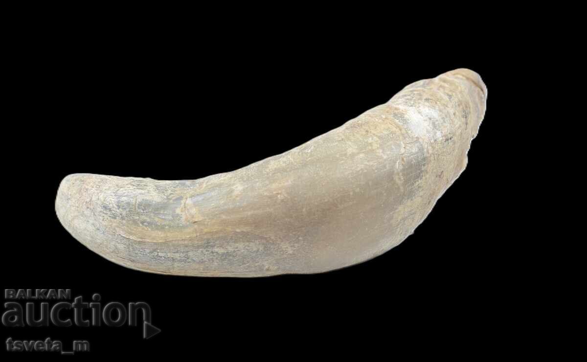 Animal Horn with price 5.00 BGN | € 2.56