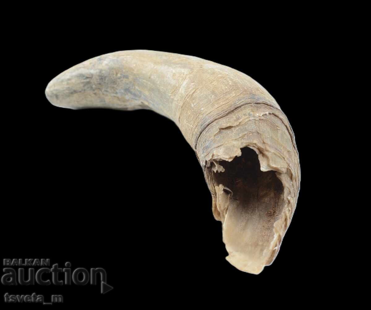 Auction  Animal Horn