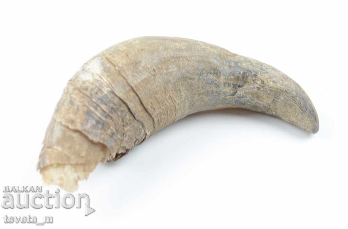 Delivery of Animal Horn