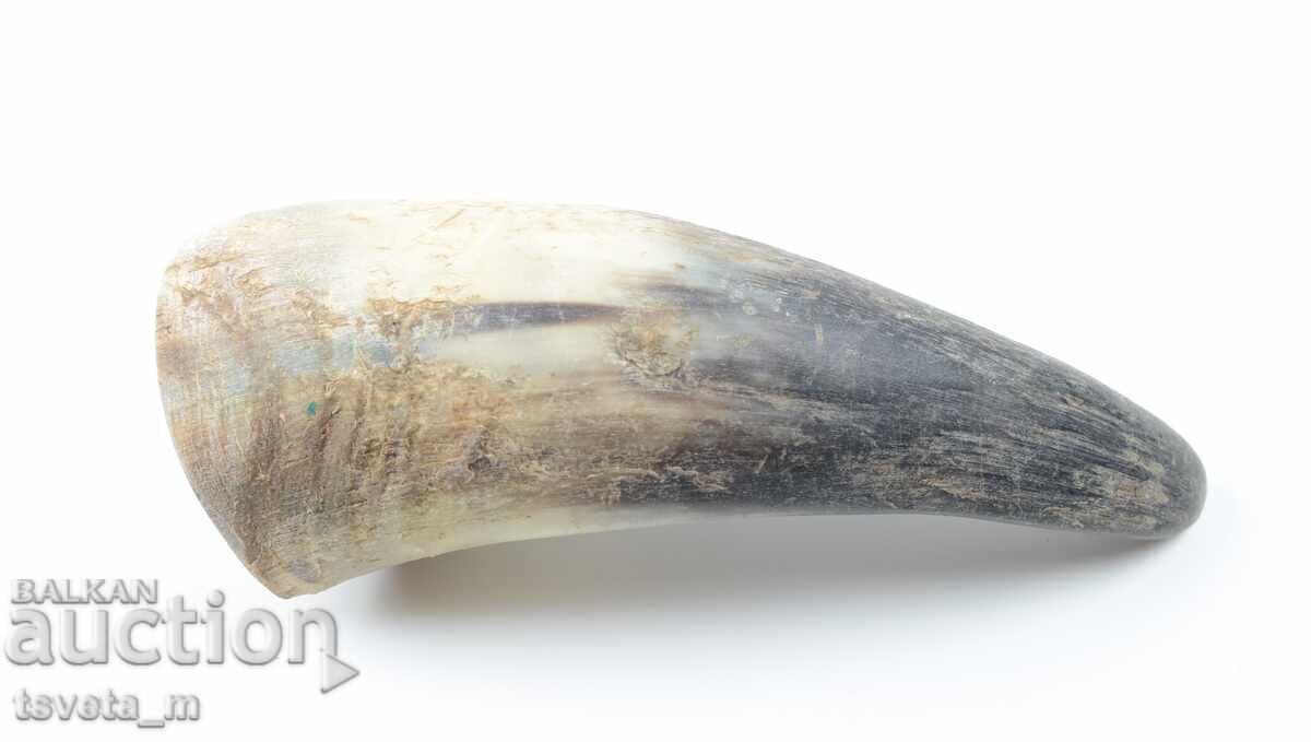 Animal Horn Animal Horn