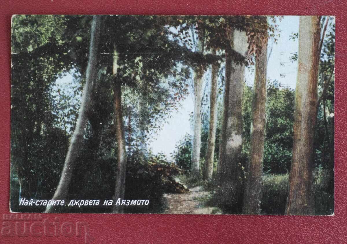 Ταξιδεμένο - Τα παλαιότερα δέντρα του Αγιάσματος Ταξιδεμένο - Τα παλαιότερα δέντρα του Αγιάσματος